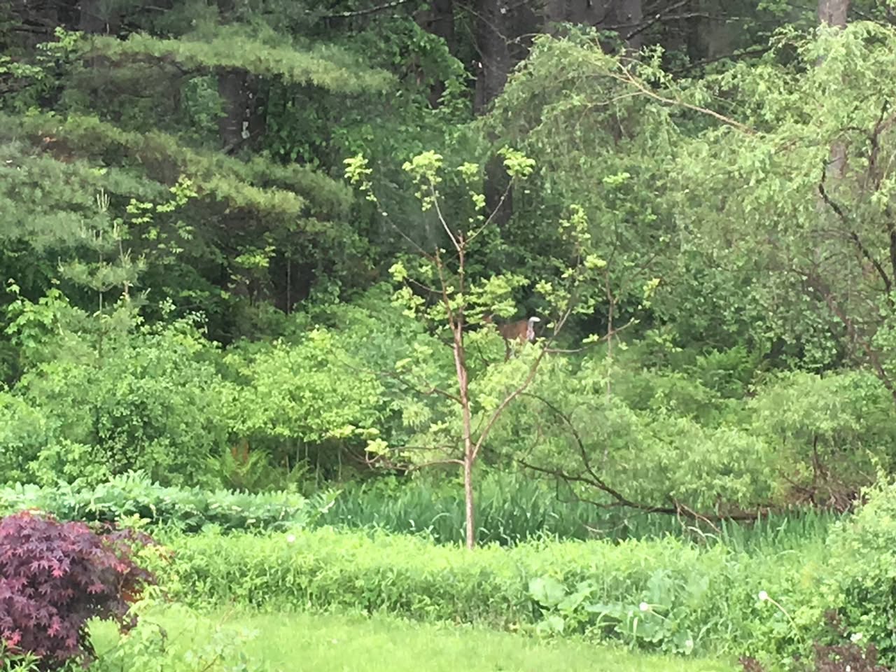 Photo of A deer, pooping
