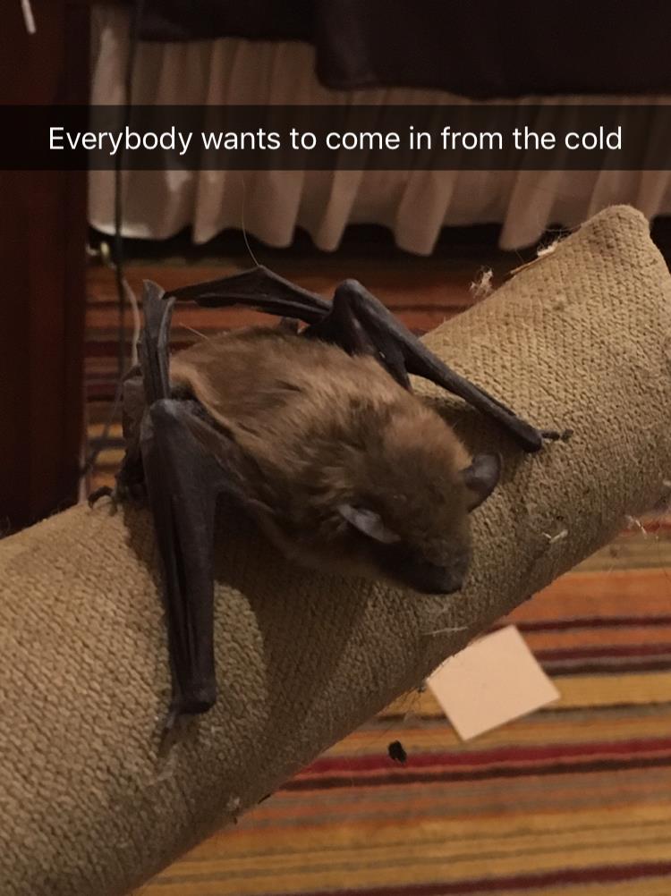 Photo of Another uninvited houseguest