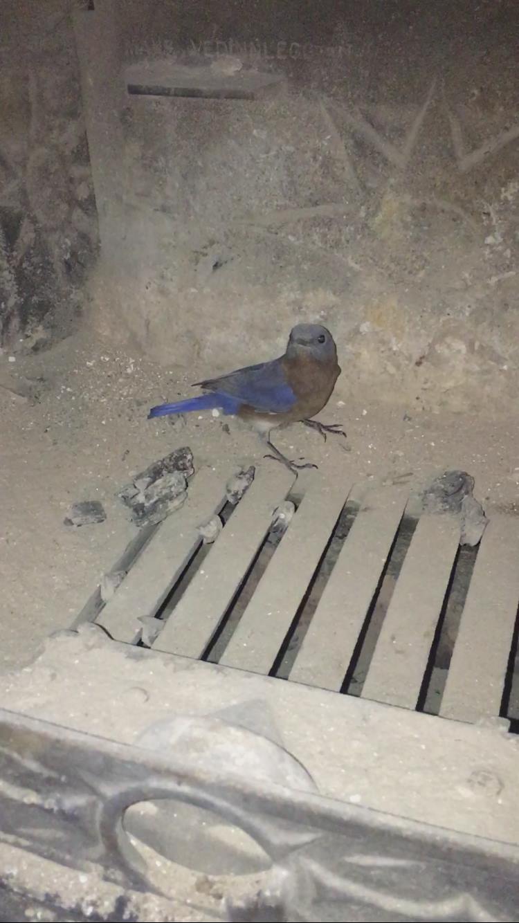 Photo of Look who flew down the chimney