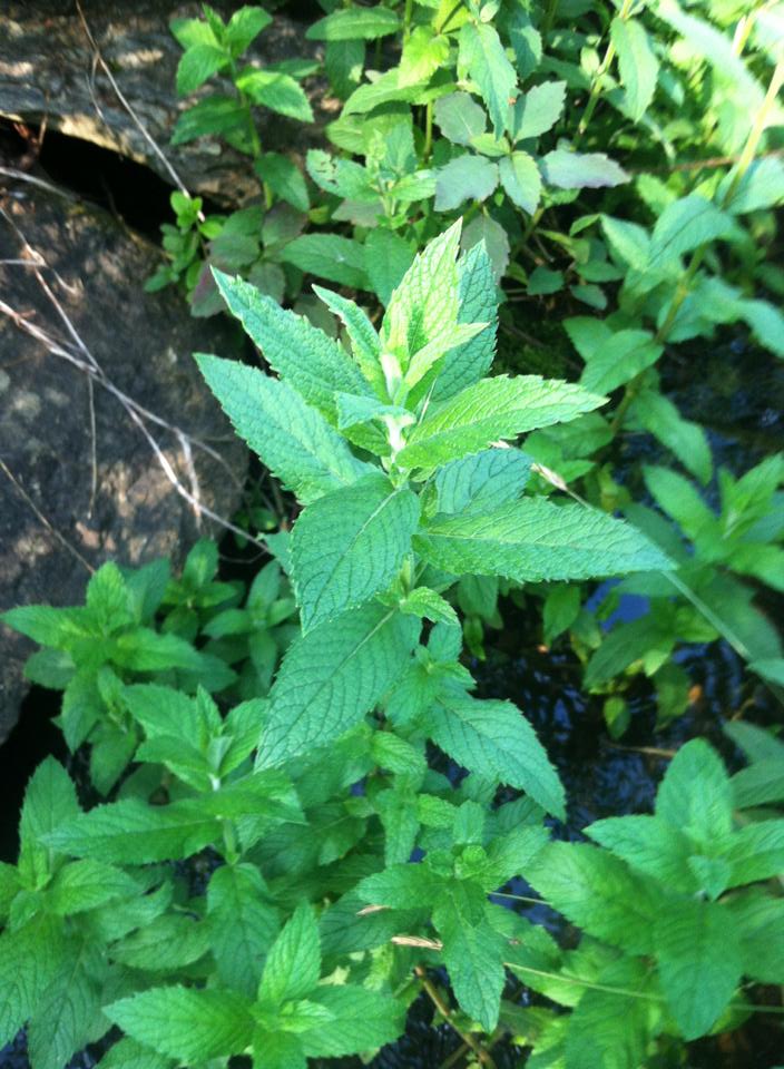 Photo of This is mint