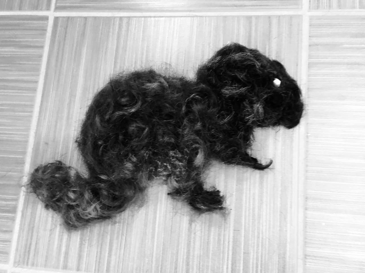 Photo of It’s only a hair squirrel