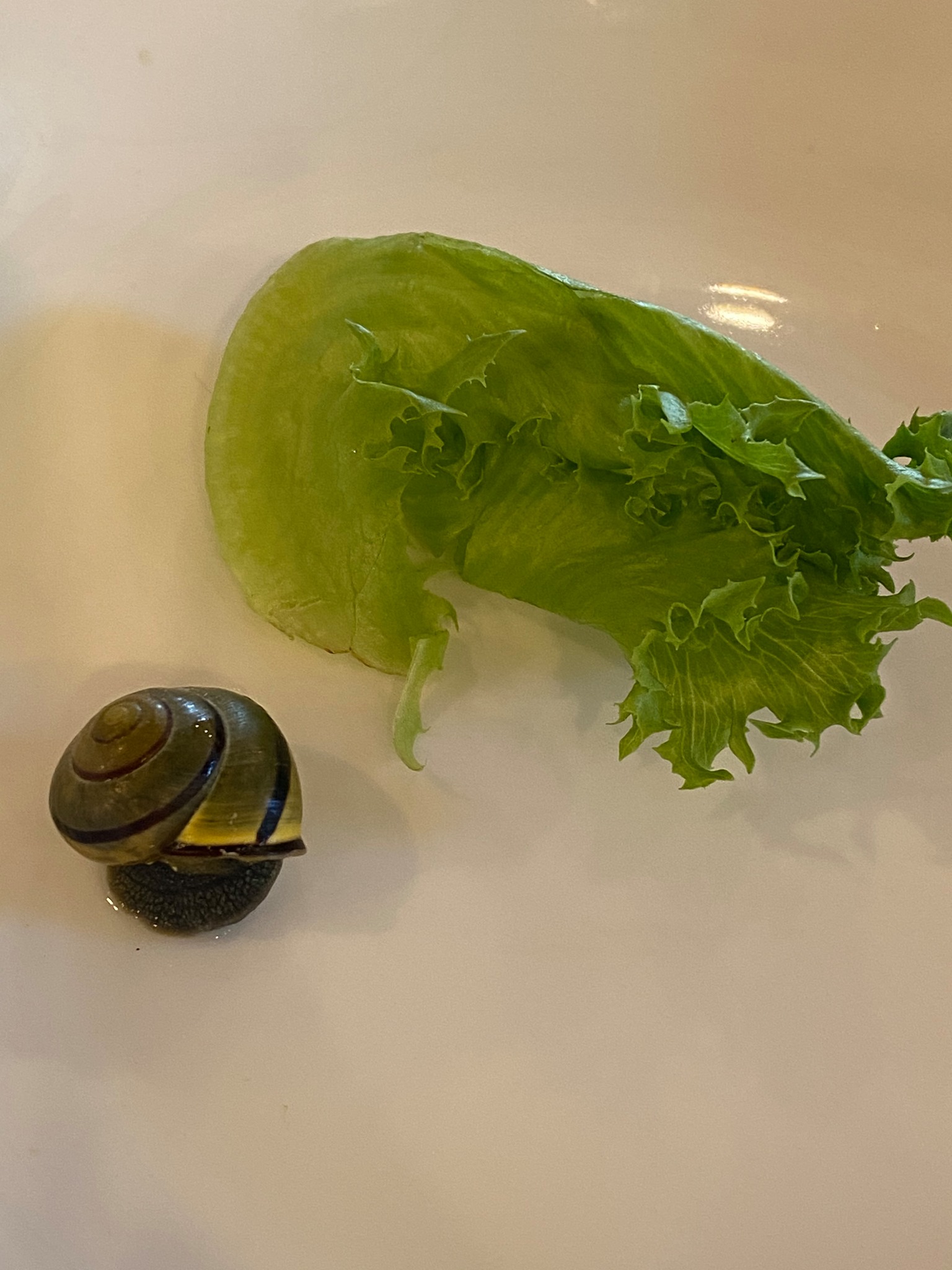 Photo of A pretty seashell