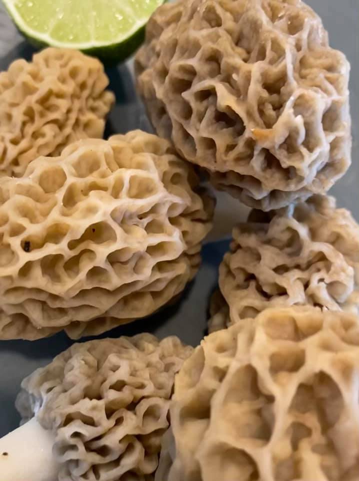 Photo of Side benefit from lazily failing to mow the lawn all spring