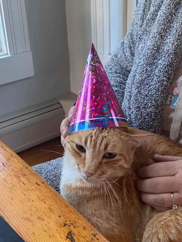 Photo of Ginger is not amused