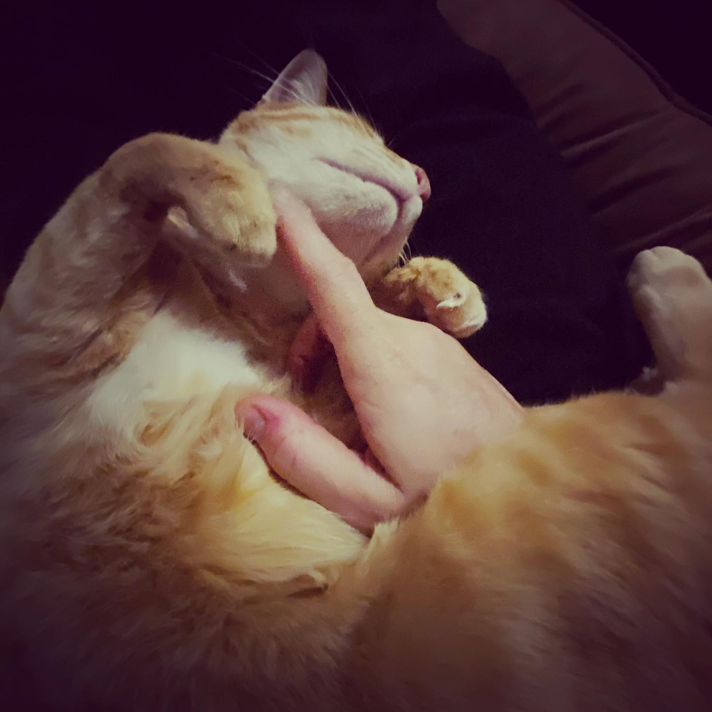 Photo of Chin scritches