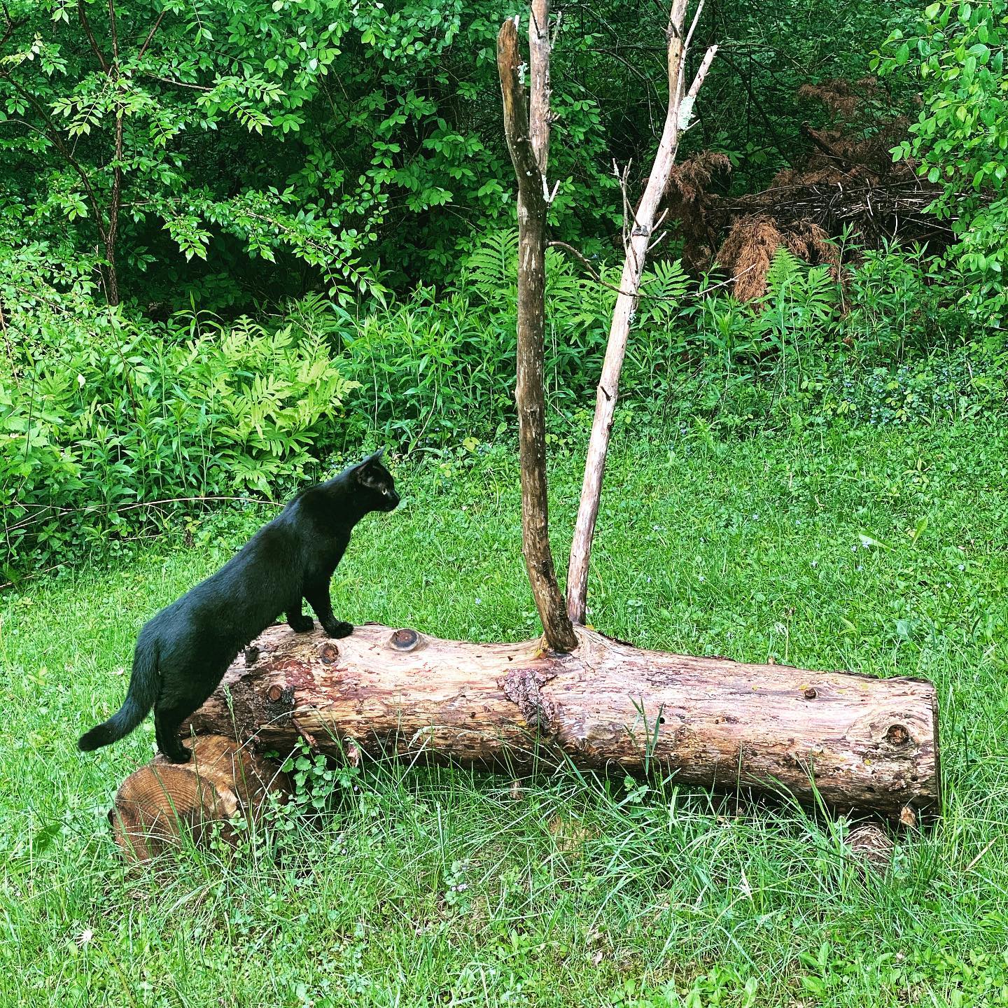 Photo of Mouse, hunter