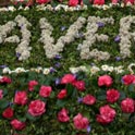 Flower festival