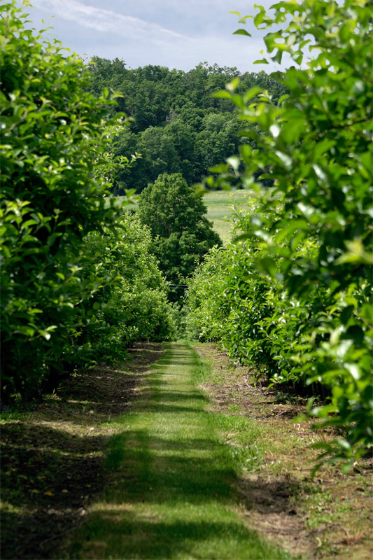 Lake View Orchard, Lanesboro