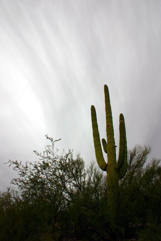 One of those cactus things