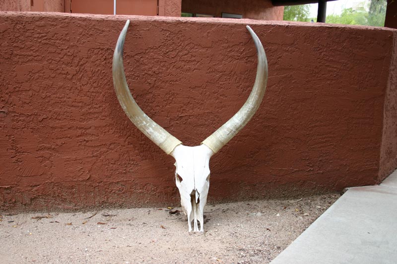 Obligatory Arizona Dead Cow