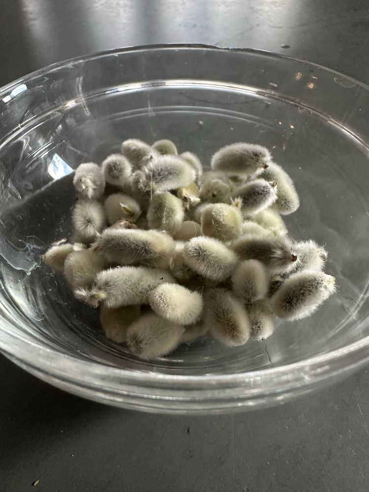 Enjoy this bowl of hedgehogs