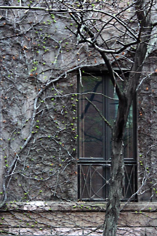 Spring Ivy