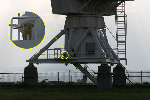 VLA Puppies