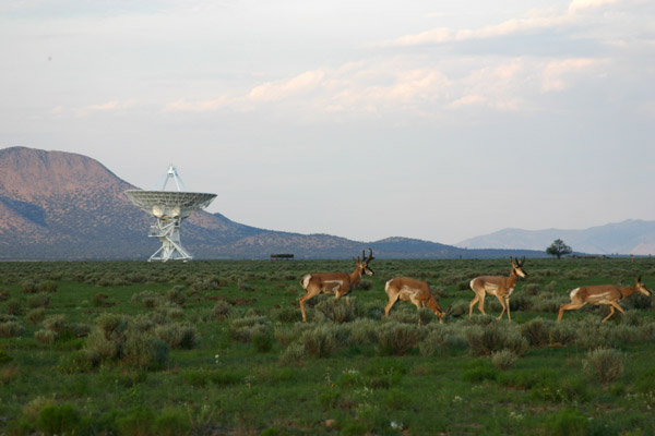 More wildlife at the VLA