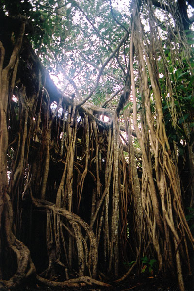 Roots