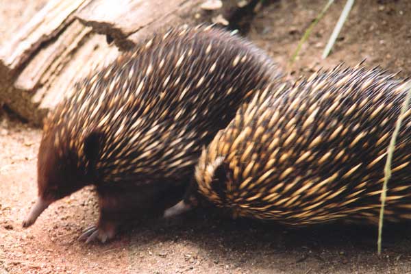 The echidna is a silly creature