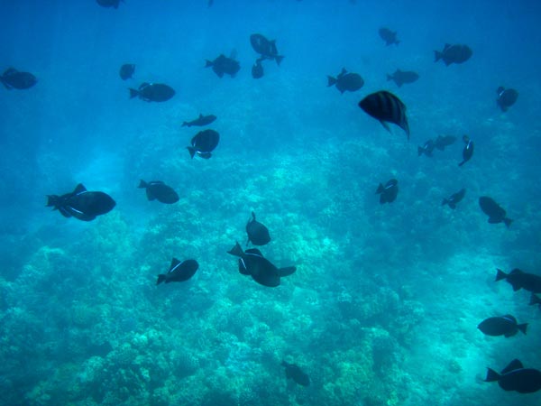 Fishy fishy fishy
