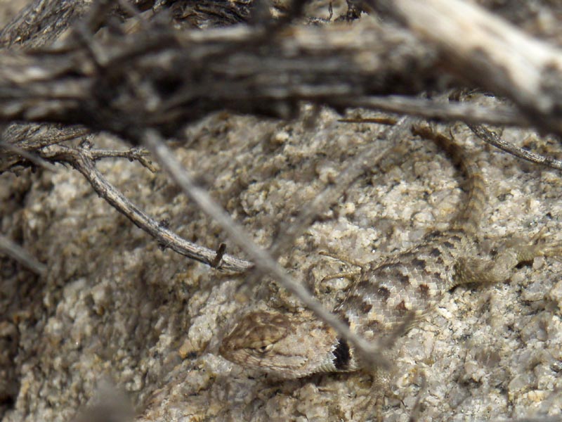 Camouflage