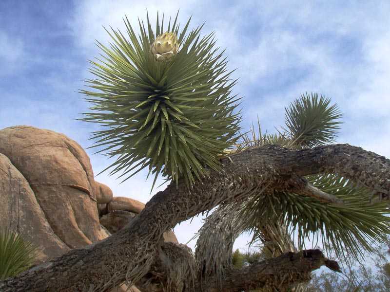 Flowering Joshua Tree