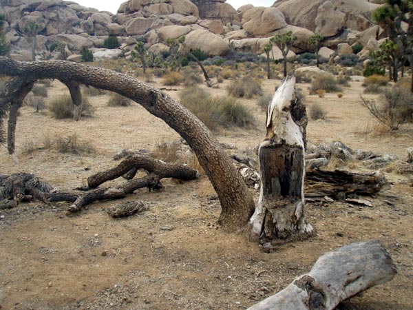 Rawr tree