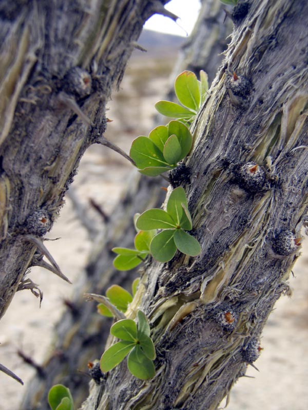 flowering Ocotillo