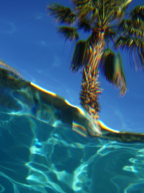 Underwater palm tree