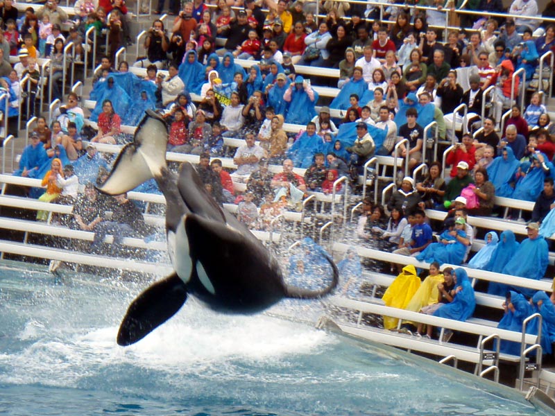Shamu