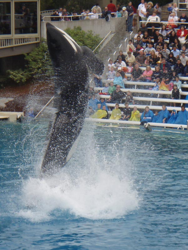 Dizzy whale