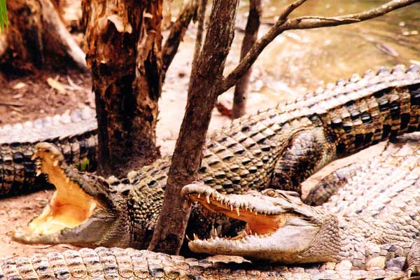 Gators!