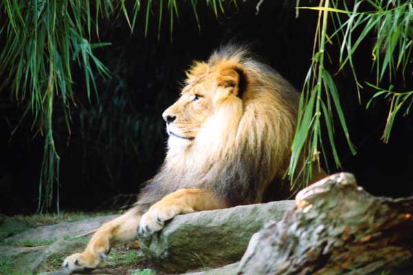 King Of The Central Business District