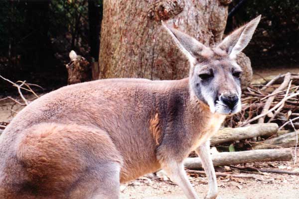 The whole kangaroo, and nothing but the kangaroo