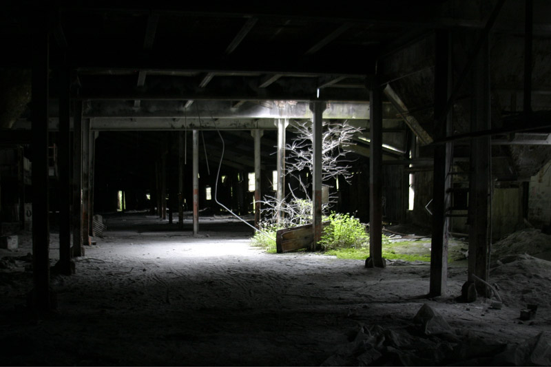 A tree grows inside the abandoned factory